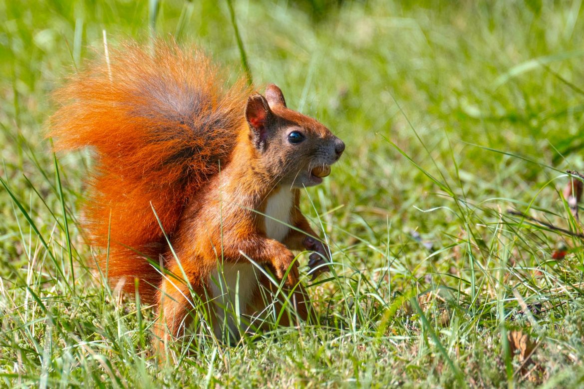 How to Keep Squirrels Out of Your Garden Naturally