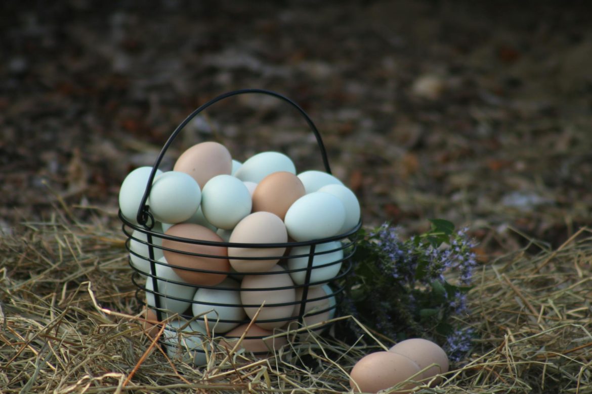 How Long Do Fresh Eggs Last on the Counter? Storage Tips for Home Gardens